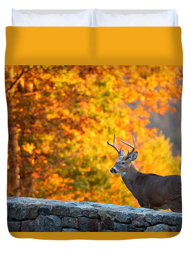 Metro Duvet Cover featuring the photograph Buck in the Fall 06 by Metro DC Photography