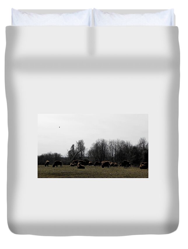 Buffalo Duvet Cover featuring the photograph Buffalo Farm in CT USA by Kim Galluzzo Wozniak
