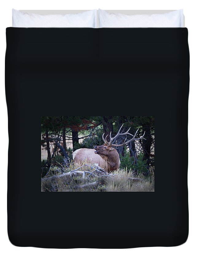 Big Game Duvet Cover featuring the photograph Bugling Bull Elk by Ronald Lutz