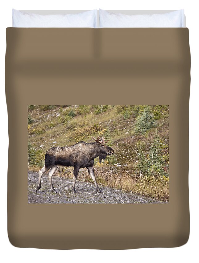 Canada Duvet Cover featuring the digital art Bull Moose Alberta by Mark Duffy