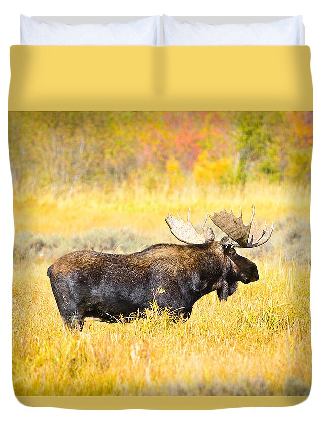 Grand Teton National Park Duvet Cover featuring the photograph Bull Moose in Autumn by Greg Norrell