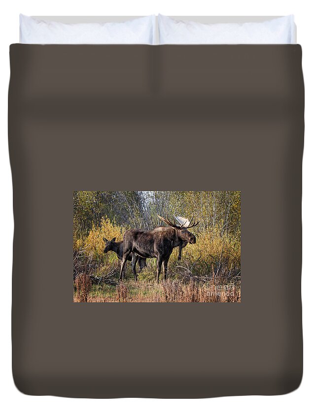 2012 Duvet Cover featuring the photograph Bull tolerates Calf by Ronald Lutz