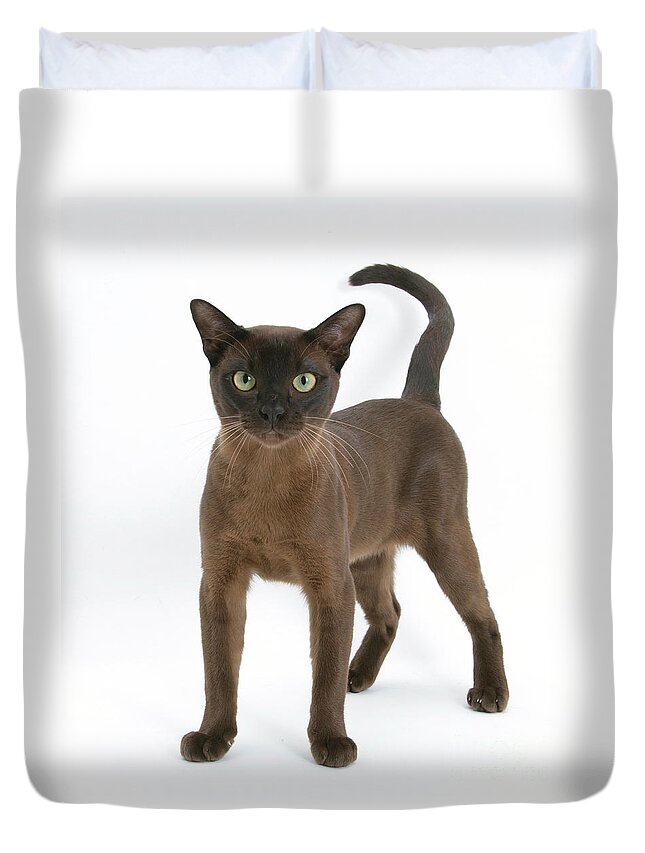Animal Duvet Cover featuring the photograph Burmese Cat by Mark Taylor