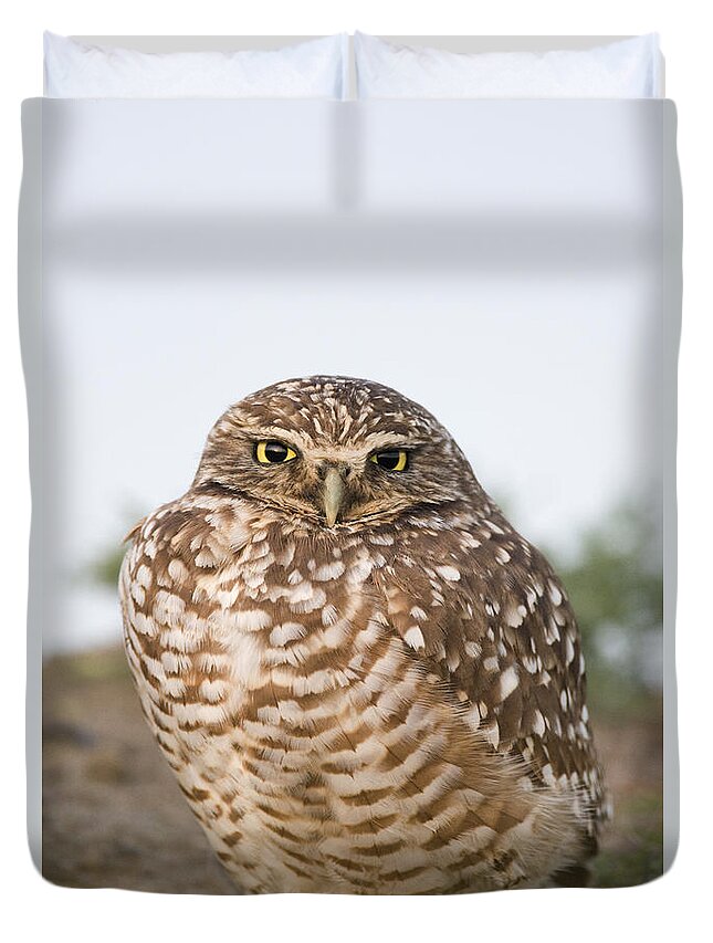 00439357 Duvet Cover featuring the photograph Burrowing Owl At Burrow Berkeley by Sebastian Kennerknecht