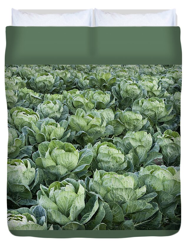 00429823 Duvet Cover featuring the photograph Cabbage Field Santa Cruz California by Sebastian Kennerknecht