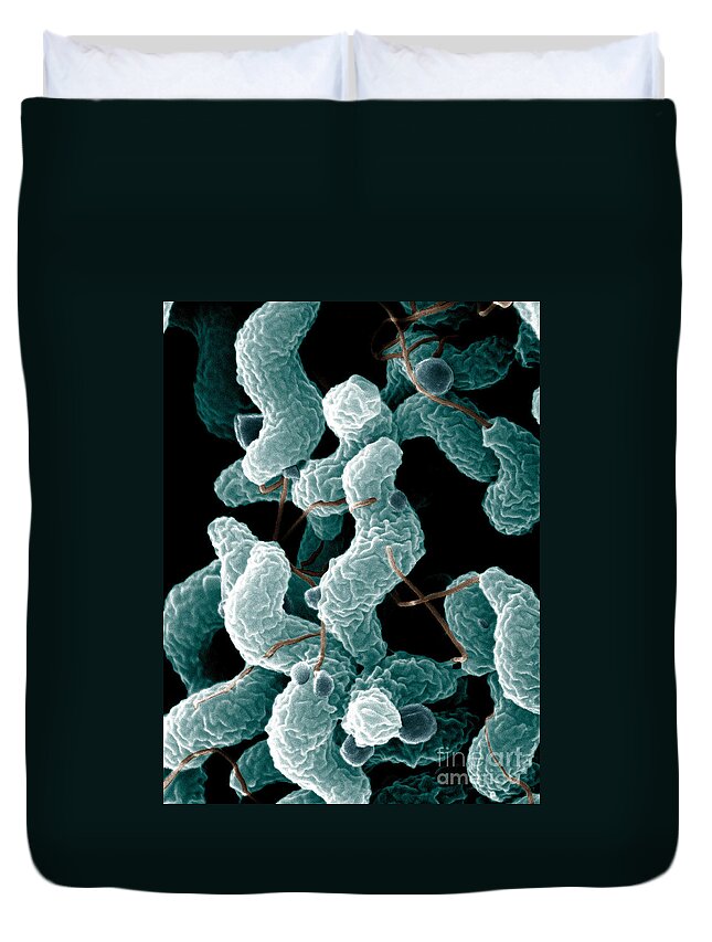 Campylobacter Bacteria Duvet Cover featuring the photograph Campylobacter Bacteria by Science Source