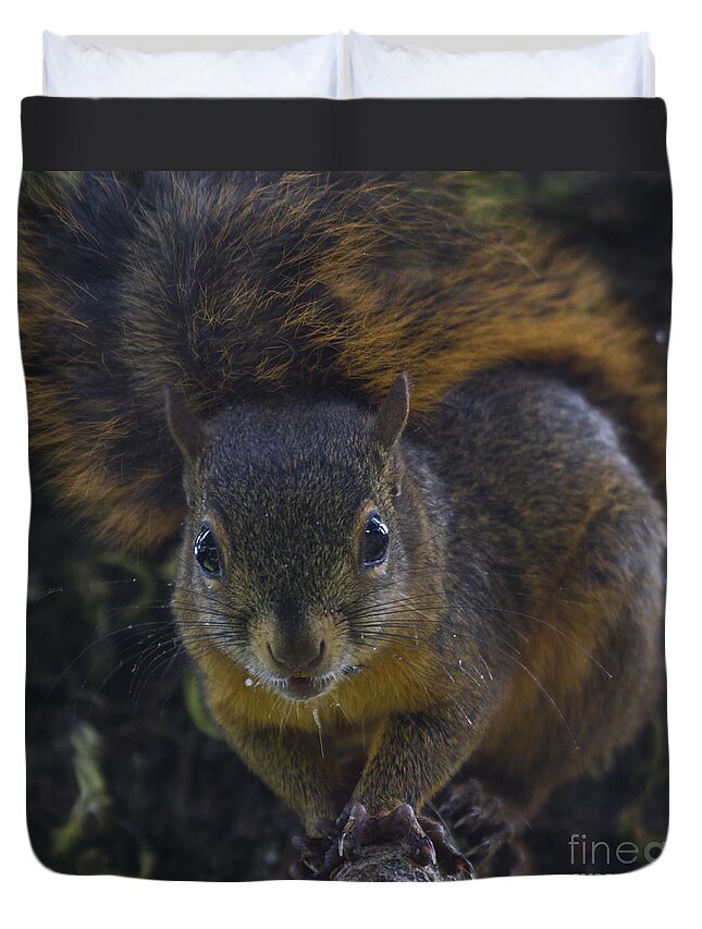 Squirrel Duvet Cover featuring the photograph Can I eat the Camera by Heiko Koehrer-Wagner