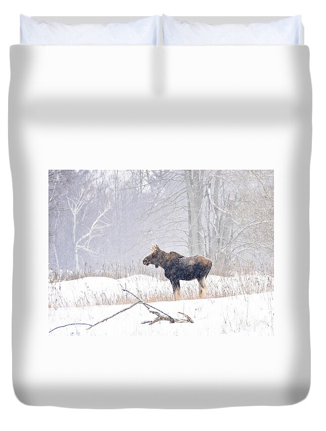 Moose Duvet Cover featuring the photograph Canadian Winter by Cheryl Baxter