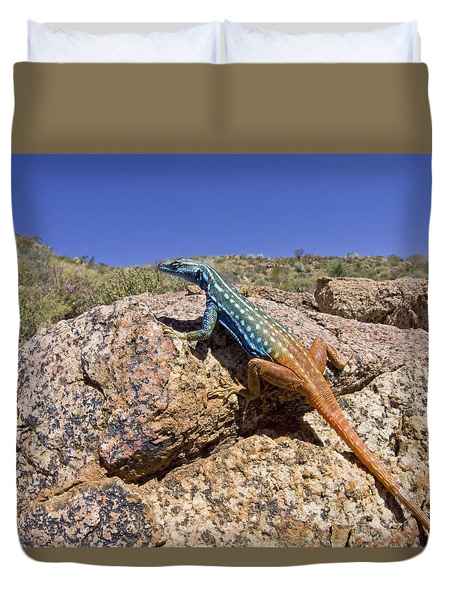 00427169 Duvet Cover featuring the photograph Cape Flat Lizard South Africa by Piotr Naskrecki