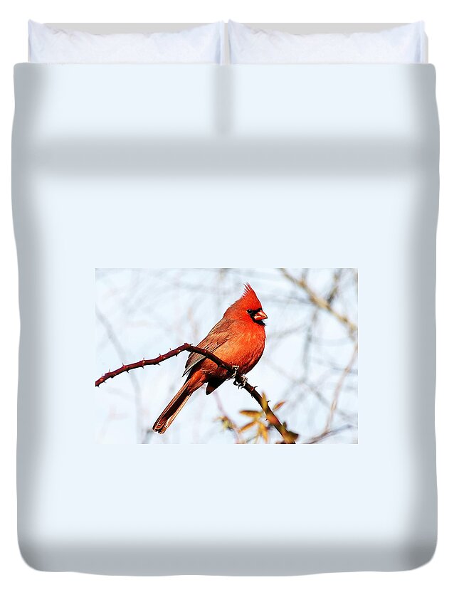 Cardinal Duvet Cover featuring the photograph Cardinal 1 by Joe Faherty