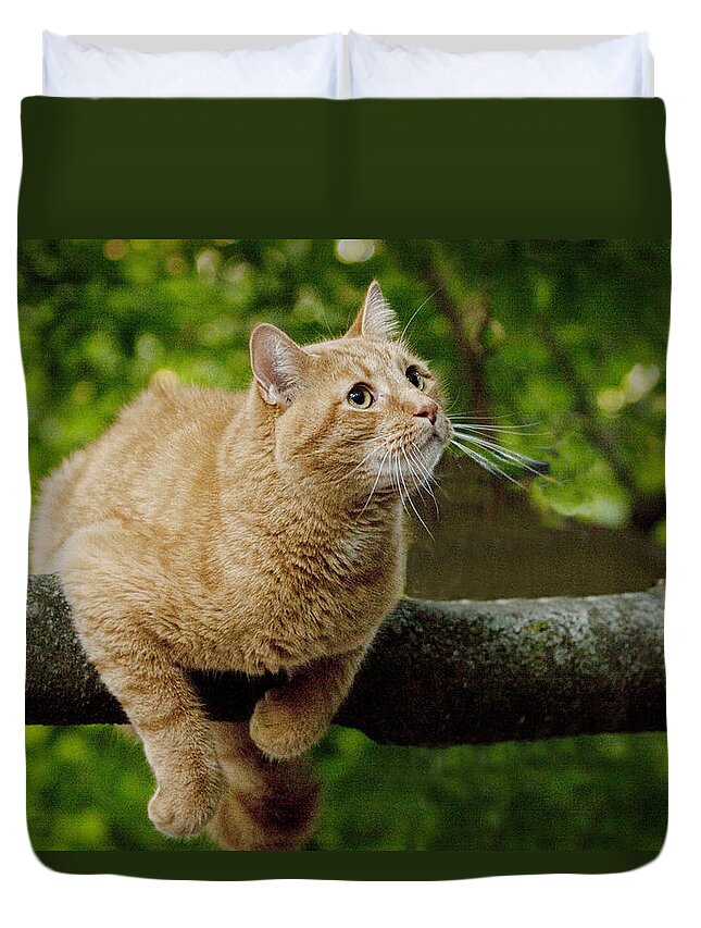 Art Duvet Cover featuring the photograph Cat hanging on a Limb by Randall Nyhof