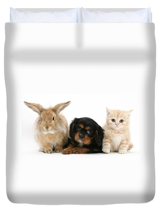 Animal Duvet Cover featuring the photograph Cavalier King Charles Spaniel Pup by Mark Taylor