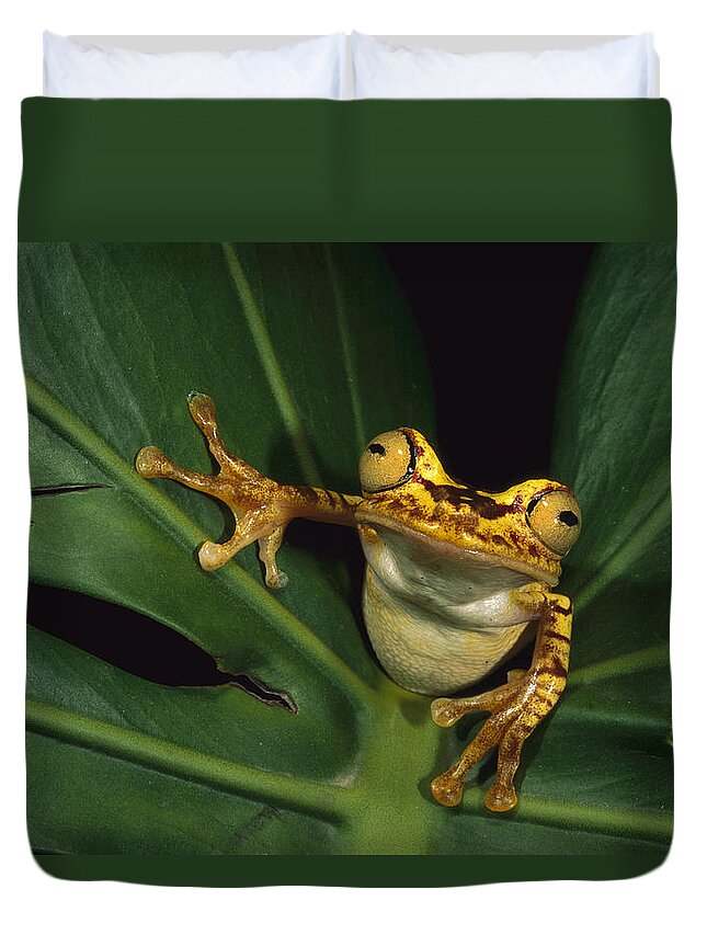 Mp Duvet Cover featuring the photograph Chachi Tree Frog Hyla Picturata by Pete Oxford