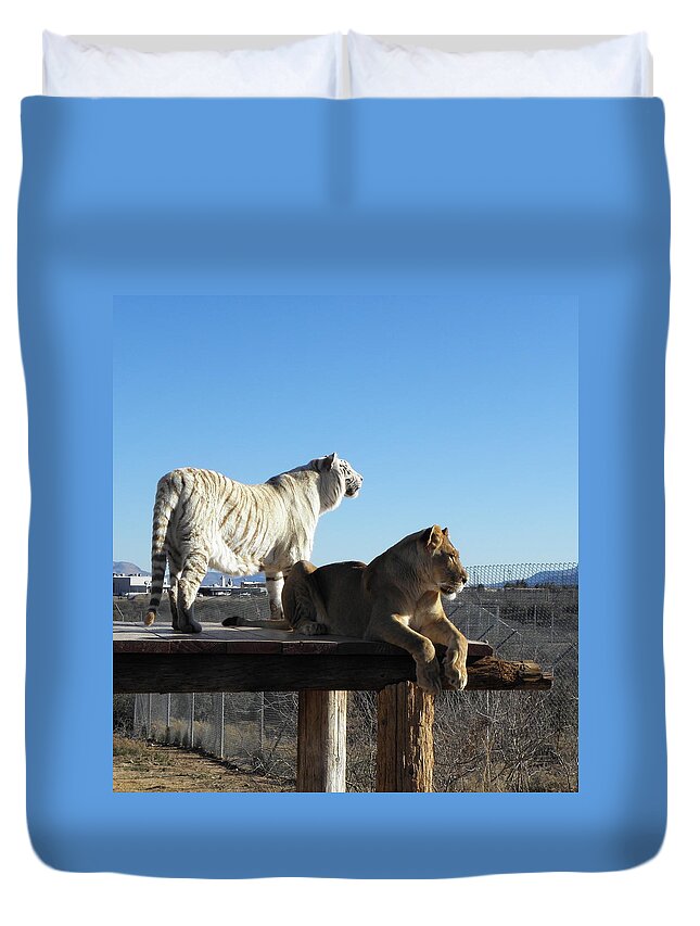 Lion Duvet Cover featuring the photograph Chalet and Kumba by Kim Galluzzo Wozniak
