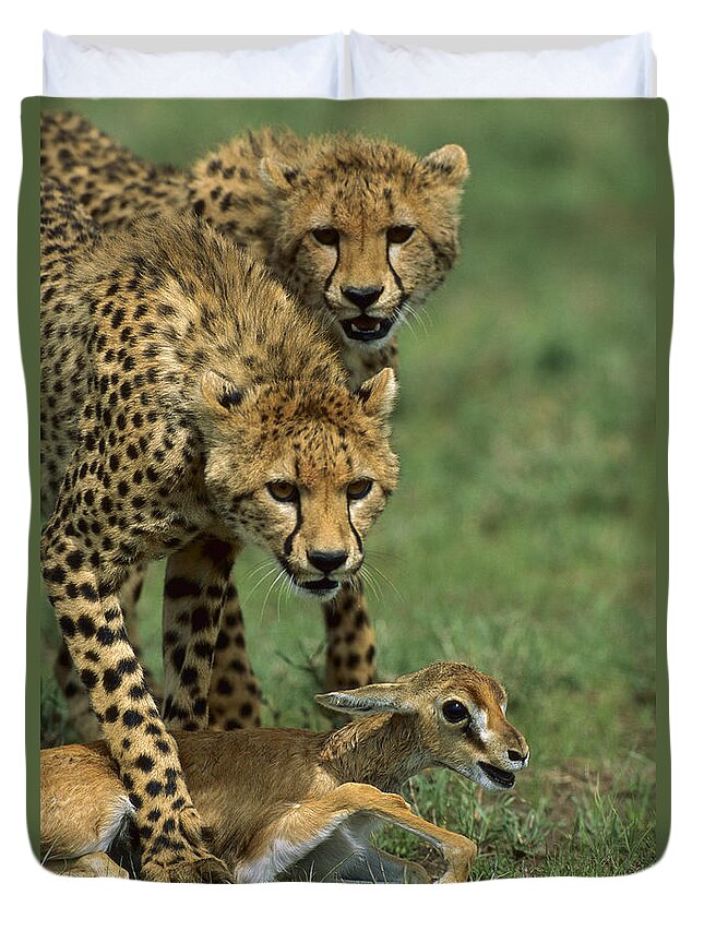 00761578 Duvet Cover featuring the photograph Cheetah 8 Month Old Cub Learning by Suzi Eszterhas