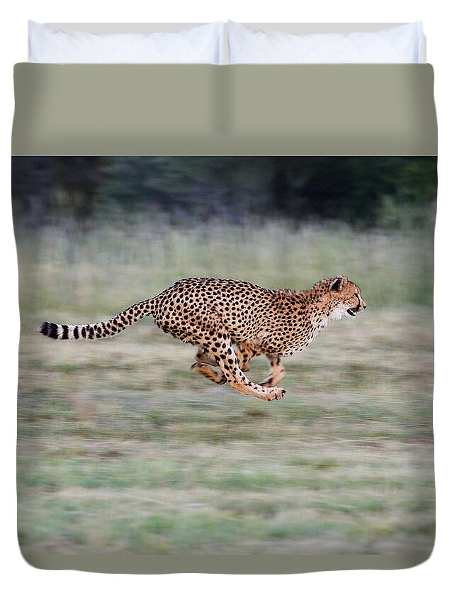 Mp Duvet Cover featuring the photograph Cheetah Acinonyx Jubatus Running by Suzi Eszterhas