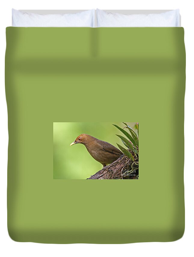 Bird Duvet Cover featuring the photograph Clay-colored Thrush by Jean-Luc Baron