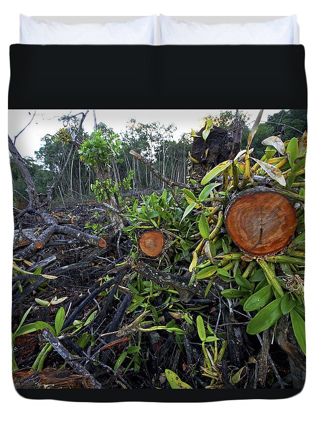 00463375 Duvet Cover featuring the photograph Clear Cut Red Mangrove Stand by Christian Ziegler