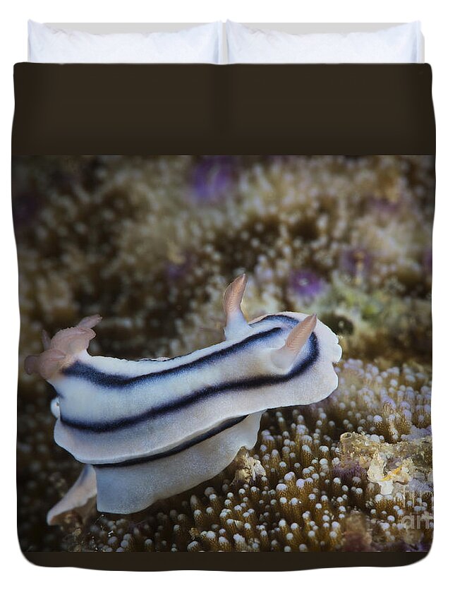 Chromodoris Lochi Duvet Cover featuring the photograph Close-up View Of A Nudibranch Feeding by Terry Moore