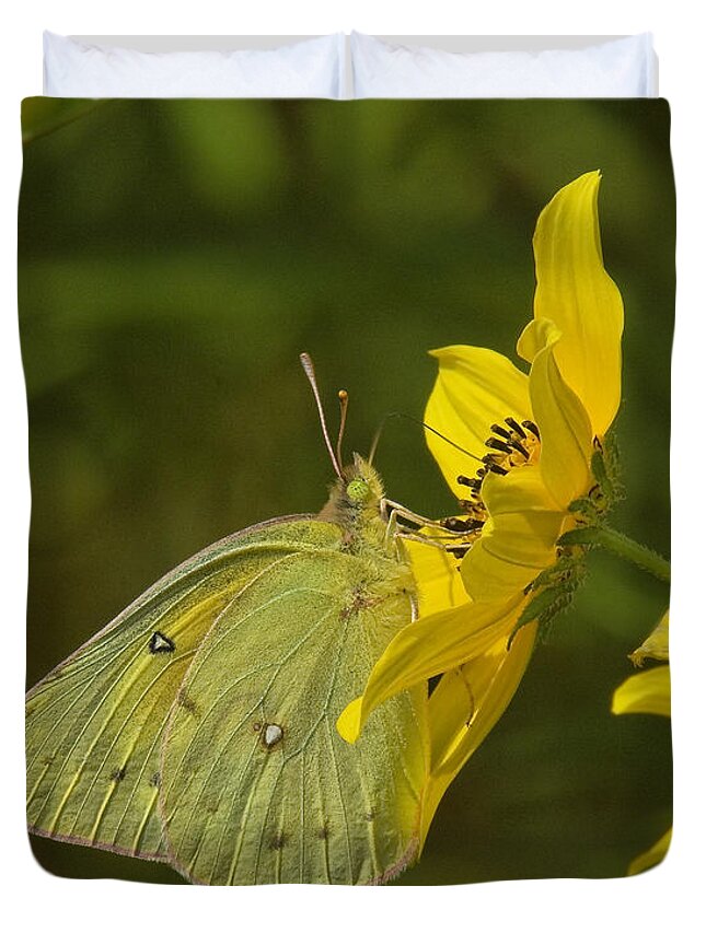Nature Duvet Cover featuring the photograph Clouded Sulphur Butterfly DIN099 by Gerry Gantt