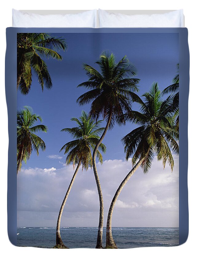Mp Duvet Cover featuring the photograph Coconut Palm Cocos Nucifera Trees by Konrad Wothe