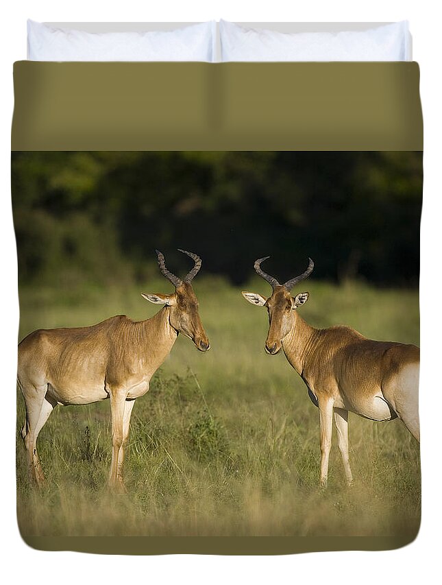 00784058 Duvet Cover featuring the photograph Cokes Hartebeest Pair Masai Mara Kenya by Suzi Eszterhas
