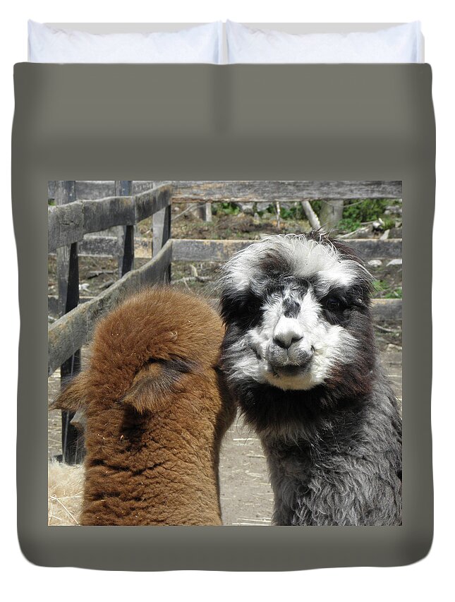 Alpaca Duvet Cover featuring the photograph Comfort by Kim Galluzzo Wozniak