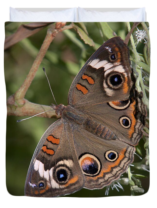 Marsh Duvet Cover featuring the photograph Common Buckeye Butterfly DIN182 by Gerry Gantt