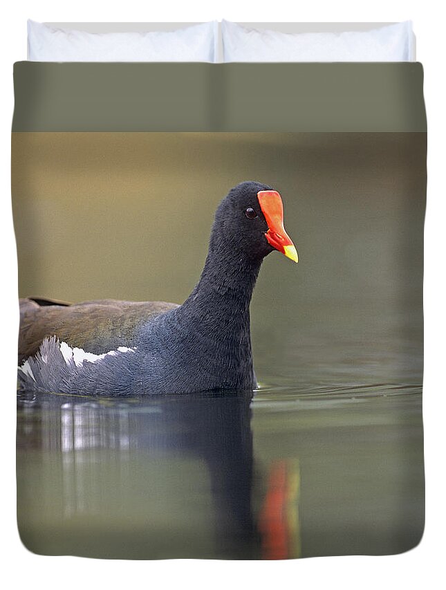 Mp Duvet Cover featuring the photograph Common Moorhen Swimming North America by Tim Fitzharris