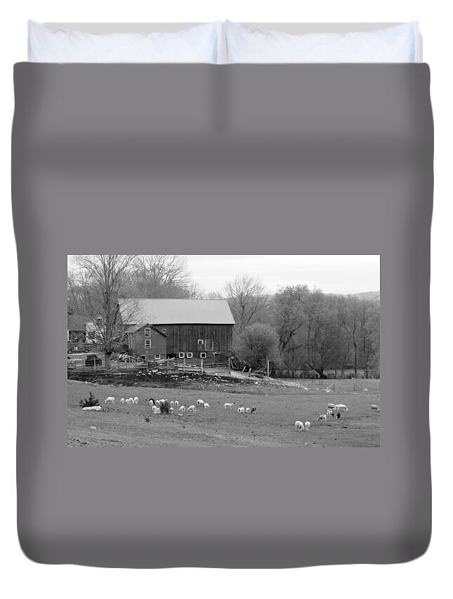 Spring Lambs Duvet Cover featuring the photograph Connecticut Sheep Farm by Kim Galluzzo