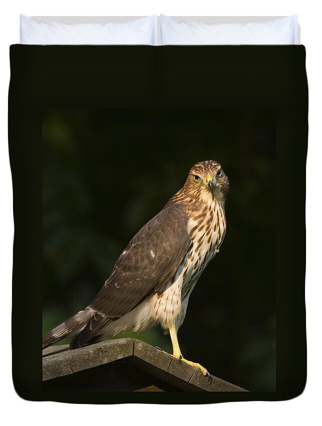 Hawk Duvet Cover featuring the photograph Coopers Hawk by Frank Winters