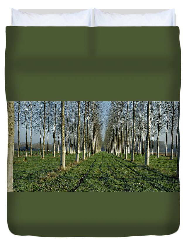 Mp Duvet Cover featuring the photograph Cottonwood Populus Sp Plantation, France by Cyril Ruoso