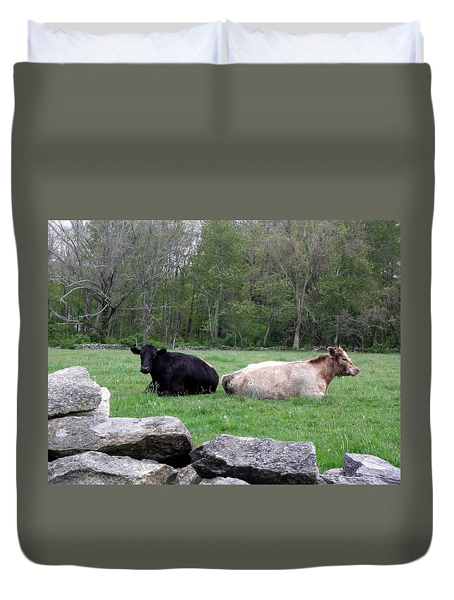 Cows Duvet Cover featuring the photograph Cows by Kim Galluzzo