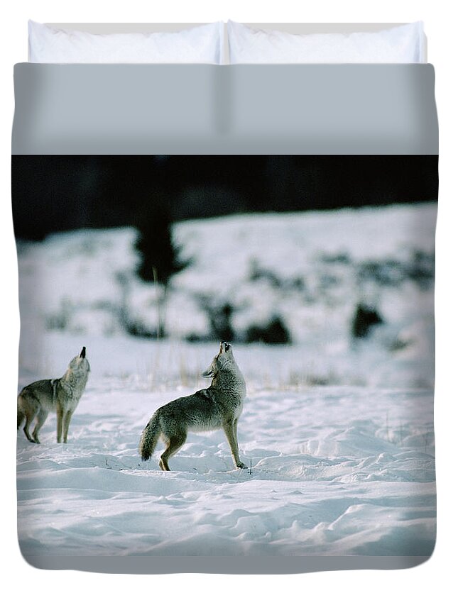 Mp Duvet Cover featuring the photograph Coyote Canis Latrans Pair Howling by Michael Quinton