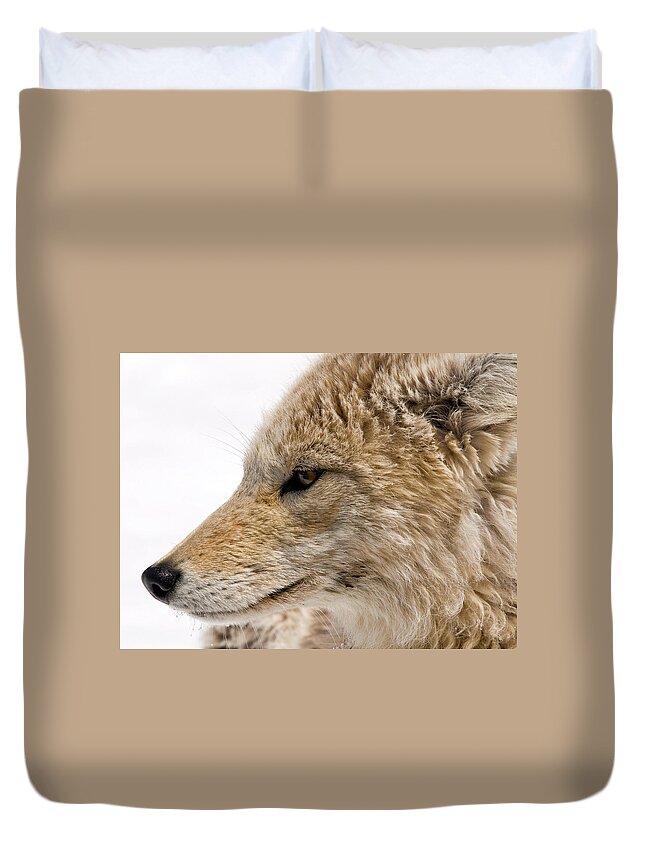 Coyote Duvet Cover featuring the photograph Coyote by Steve Stuller