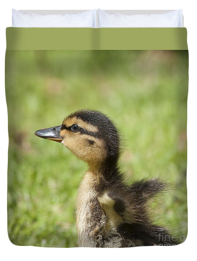 Anas Duvet Cover featuring the photograph Cute little duckling by Andrew Michael