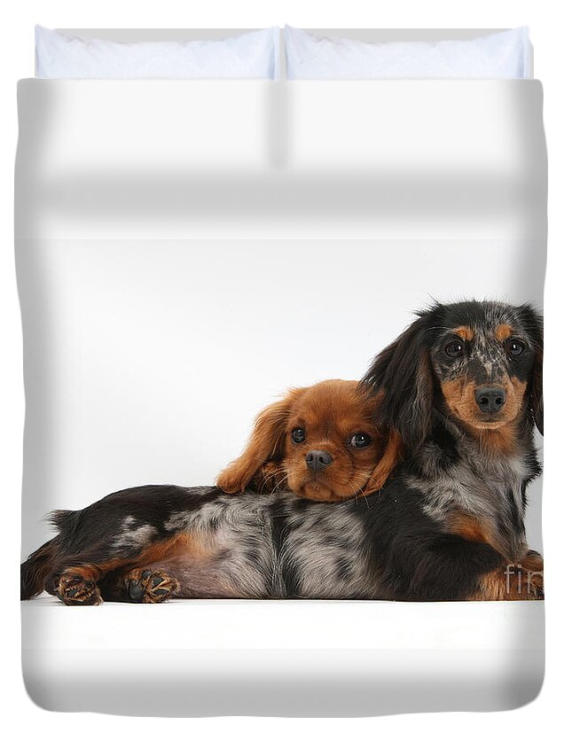 Animal Duvet Cover featuring the photograph Dachshund And Cavalier King Charles by Mark Taylor