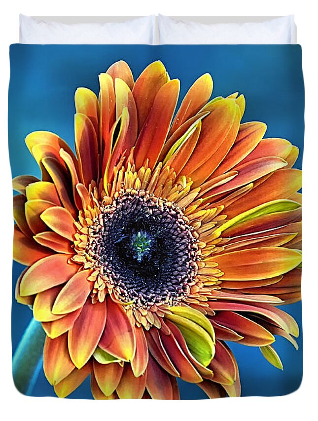 Gerber Daisy Duvet Cover featuring the photograph Daisy Dialation by Bill and Linda Tiepelman