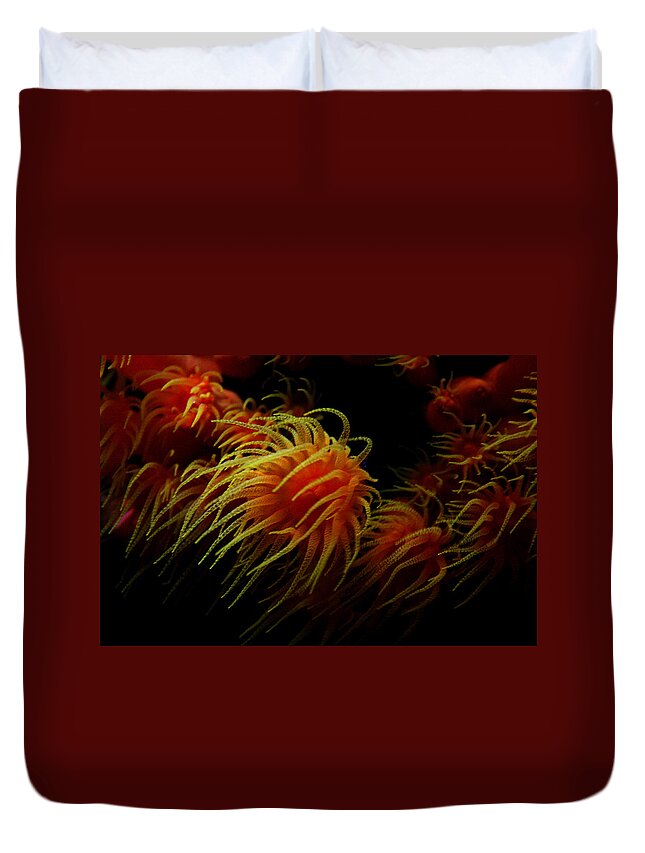 Jennifer Bright Art Duvet Cover featuring the photograph Deep Ocean Coral Polyp by Jennifer Bright Burr