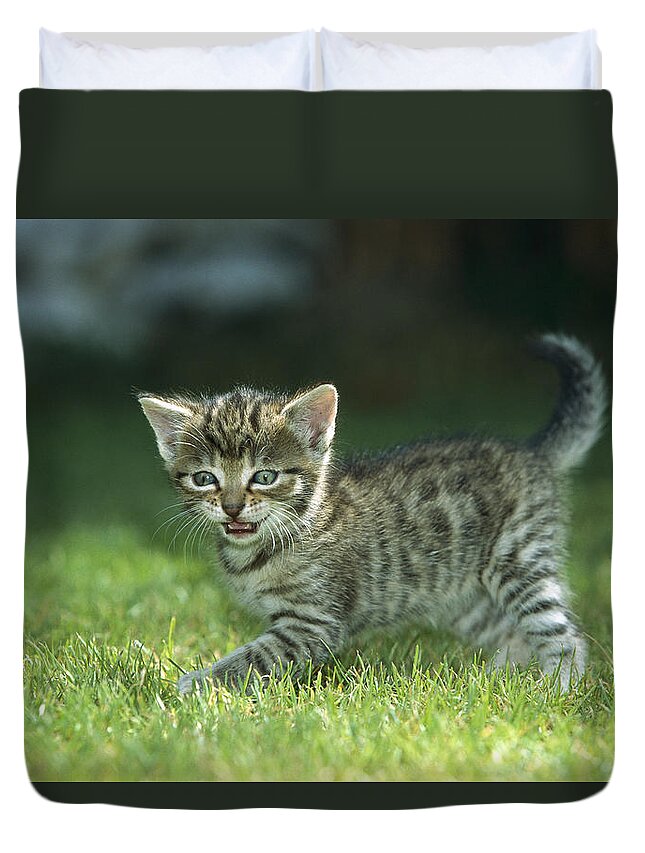 Mp Duvet Cover featuring the photograph Domestic Cat Felis Catus Kitten by Konrad Wothe