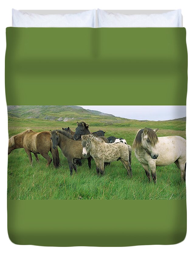Mp Duvet Cover featuring the photograph Domestic Horse Equus Caballus Herd by Cyril Ruoso