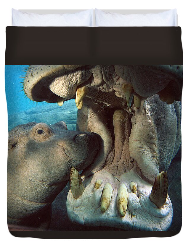 Affection Duvet Cover featuring the photograph East African River Hippopotamus by San Diego Zoo