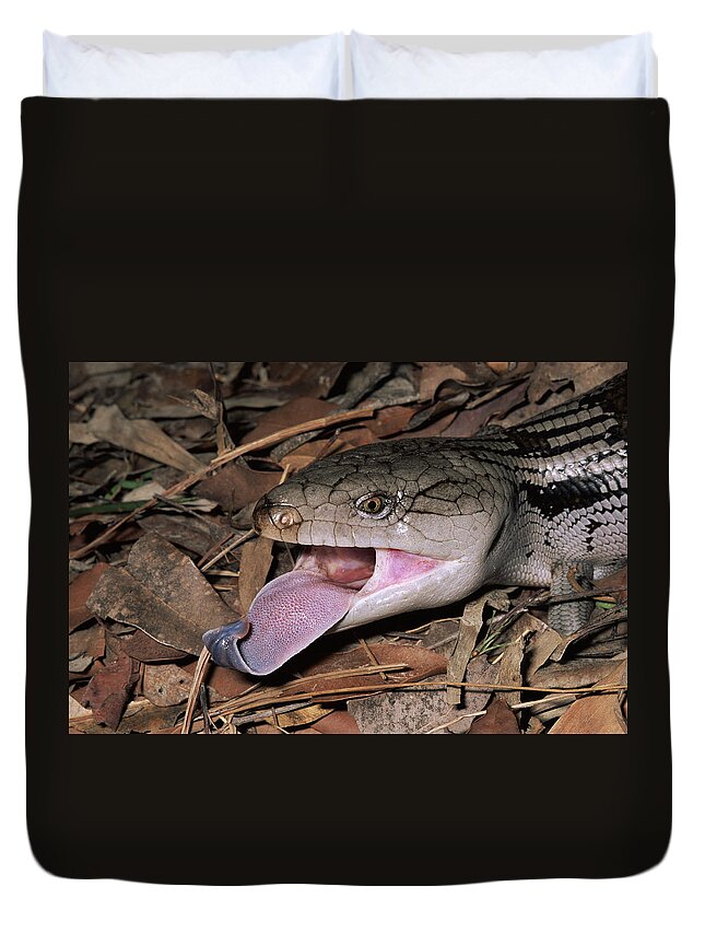 00510711 Duvet Cover featuring the photograph Eastern Blue-tongue Skink Threat Display by Michael and Patricia Fogden