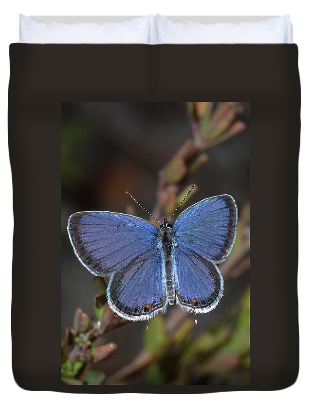 Eastern Tailed Blue Duvet Cover featuring the photograph Eastern Tailed Blue Butterfly by Daniel Reed