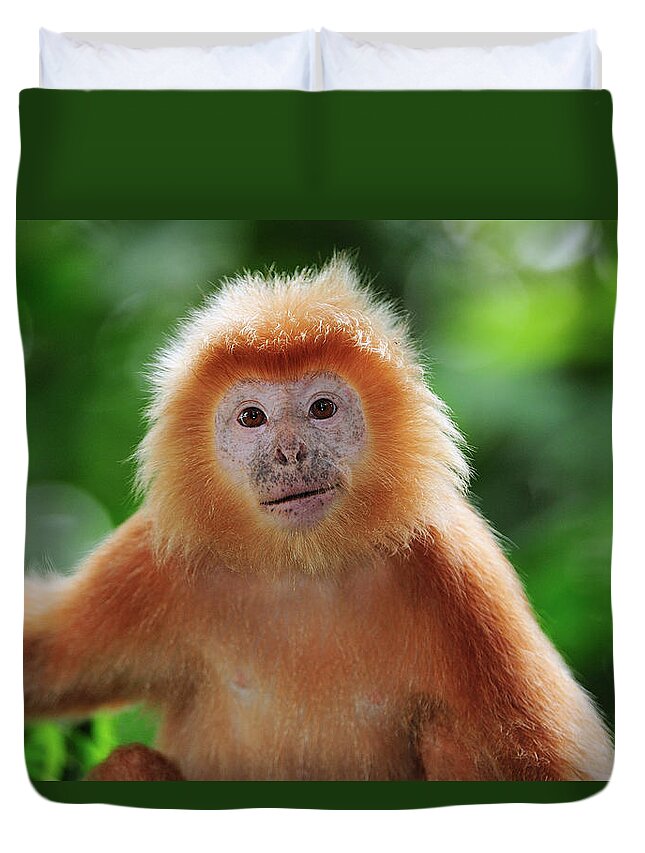 Mp Duvet Cover featuring the photograph Ebony Leaf Monkey Trachypithecus by Thomas Marent