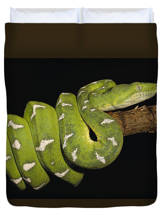Emerald Tree Boa Corallus Caninus Duvet Cover For Sale By Pete Oxford