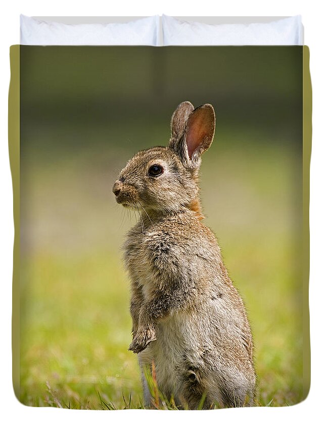 Fn Duvet Cover featuring the photograph European Rabbit Oryctolagus Cuniculus by Marcel van Kammen