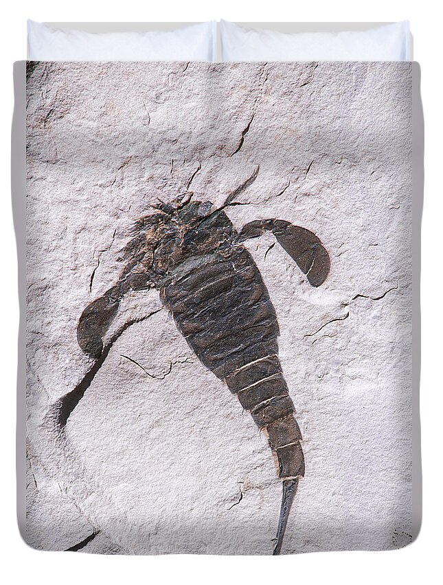Eurypterus Duvet Cover featuring the photograph Eurypterus by Francois Gohier and Photo Researchers