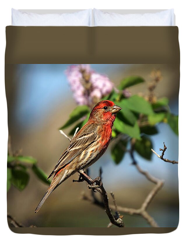 Bird Duvet Cover featuring the photograph Finch in Lilac Bush by Alan Hutchins