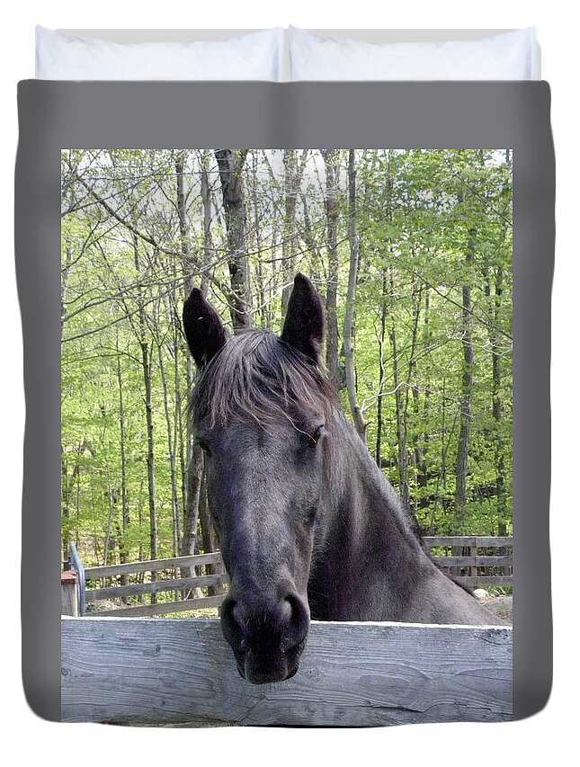 Friesian Horse Duvet Cover featuring the photograph Friesian alert by Kim Galluzzo Wozniak